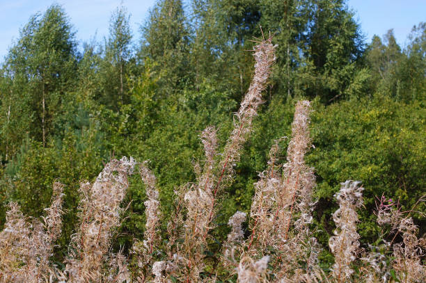 Erba di fuoco. Piante di faiding con lo sfondo della foresta. - foto stock