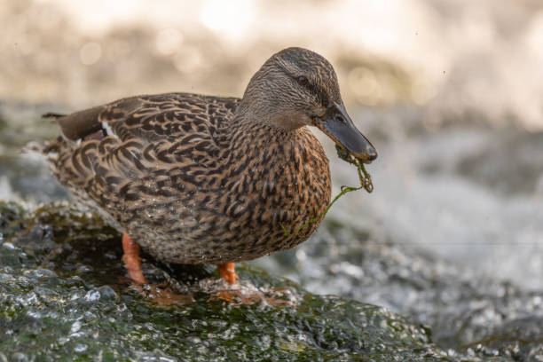istock Female mallard (Anas platyrhynchos) duck looking for food in a river. 1721019780
