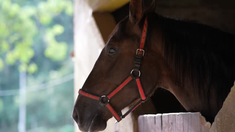 Brown horse in a stable