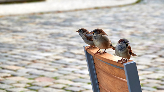 panoramic photo a flock of small birds sparrows sitting on a fence in a garden in the village