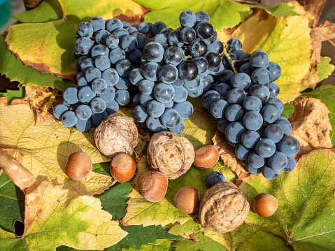 close-up of grapes on on grape leaves with nuts aside, harvest concept