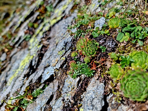 Some small plants growing on moss and stones, capture during autumn season in den swiss alps.