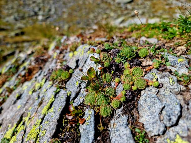 Some small plants growing on moss and stones, capture during autumn season in den swiss alps.