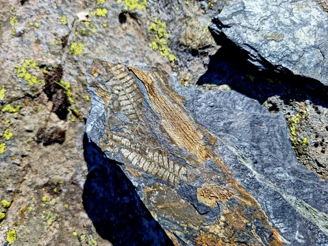 Fossil Fern inside carbon rocks. The image was captured in the Swiss Alps.
