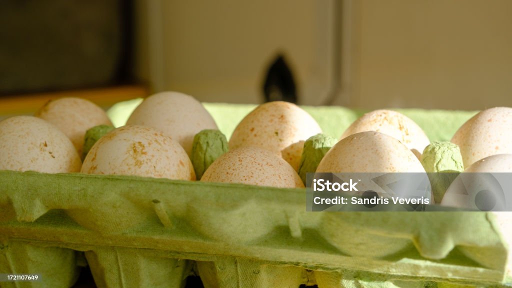 Turkey eggs put in a box. Organic fresh eggs. Homemakers' Market. Farmers' produce for sale Turkey eggs put in a box. Organic fresh eggs. Homemakers' Market. Farmers' produce for sale. Animal Stock Photo