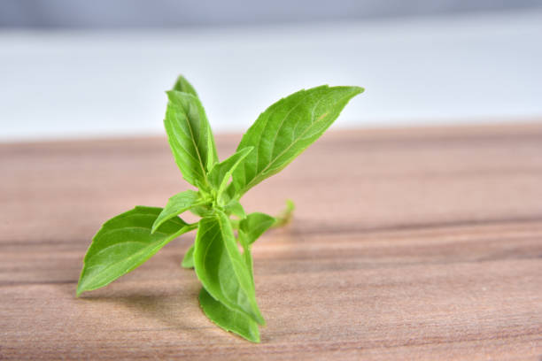 basil leaf plant natural food seasoning and medicinal basil leaf plant natural food seasoning and medicinal aromatic manjericão stock pictures, royalty-free photos & images