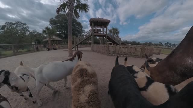 Goats at a petting zoo farm - daytime wide angle pullback through the fence
