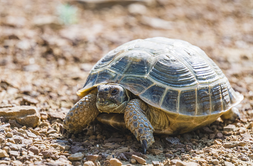 Central Asian tortoise walks through the steppes of Kazakhstan in search of food, desert steppe tortoise in summer