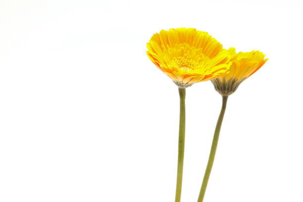Yellow transvaal daisies isolated on a white background.