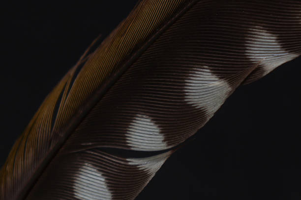 istock Pygmy woodpecker feather isolated on a black background. 1721158392