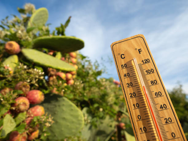Wooden thermometer showing high temperatures on sunny day. stock photo