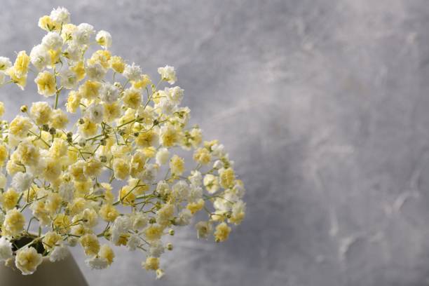 グレイの背景に美しい染められたカスミソウの花。テキスト用のスペース