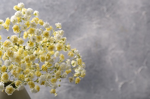 Beautiful dyed gypsophila flowers on grey background. Space for text