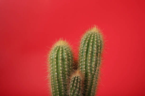 istock Beautiful green cactus on red background. Tropical plant 1721183421