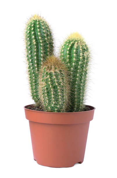 istock Beautiful green cactus in pot isolated on white 1721183423
