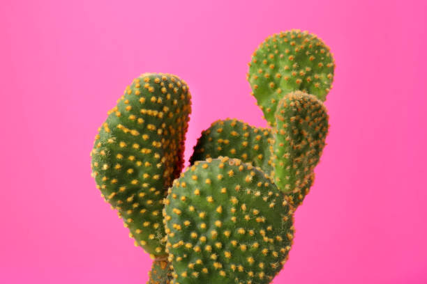istock Beautiful green Opuntia cactus on pink background 1721183429