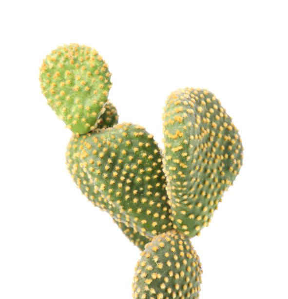 istock Beautiful green Opuntia cactus on white background 1721183469