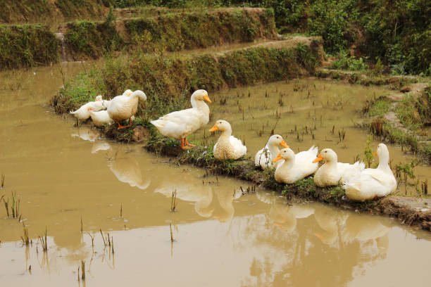 istock A flock of white ducks on a rice terrace. 1721193127