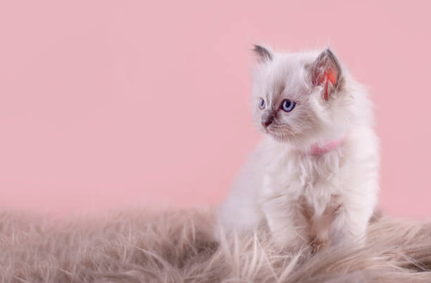 gatinho pequeno de ragdoll com olhos azuis em colarinho roxo sentado em um fundo rosa. espaço para texto.  foto para cartão e calendário - collection doll toy rag doll - fotografias e filmes do acervo