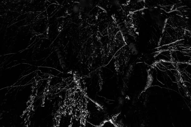 istock TREE BRANCHES AND LEAVES IN THE DARK NIGHT, FOR A BACKGROUND DESIGN 1721202842