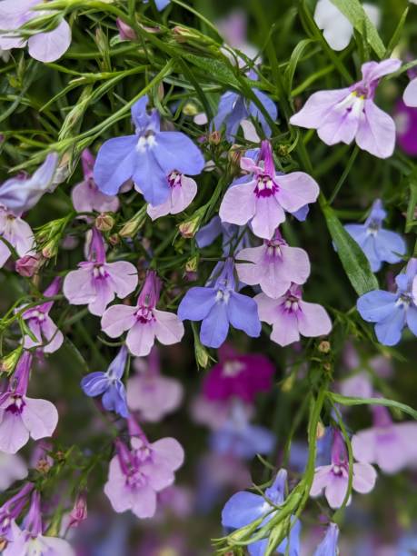 istock Pink and blue Lobelia flowers 1721204551