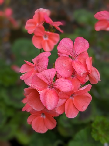 Pink Geranium flower and green leaves