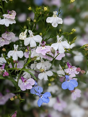 White, pink and blue Lobelia flowers