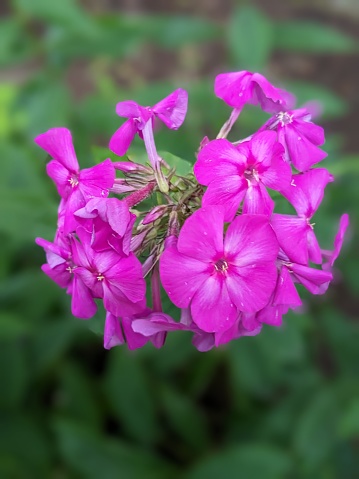 Purple Phlox flower