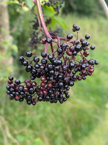 Elderberry plant