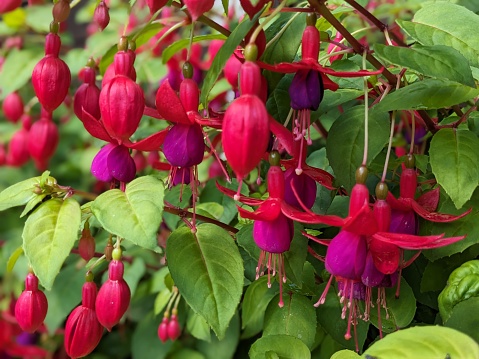 Beautiful hanging purple to red colored Fuchsia flowers in a garden.