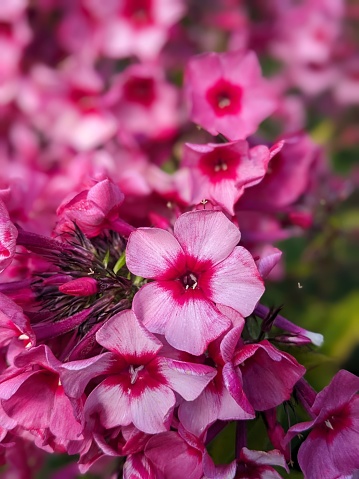 Pink Phlox flower