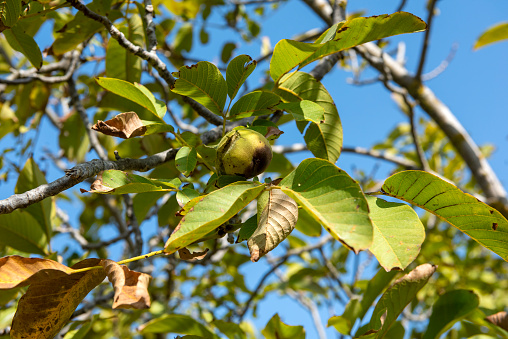 Walnut about to ripen on the branch of the walnut tree in early autumn