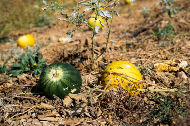 istock Melon field, yellow melons and watermelons 1721223116