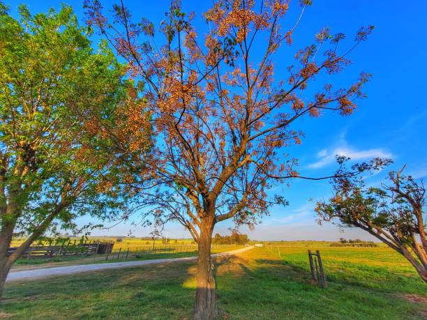 beautiful chinaberry tree contrasting with the blue of the sky and the green of the lawn on a farm in the interior of Uruguay beautiful chinaberry tree contrasting with the blue of the sky and the green of the lawn on a farm in the interior of Uruguay chinaberry stock pictures, royalty-free photos & images