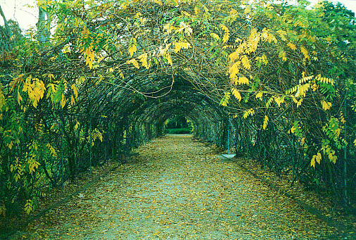 Arch of trees. Adelaide Botanical Gardens, Adelaide, Australia. June 1996.