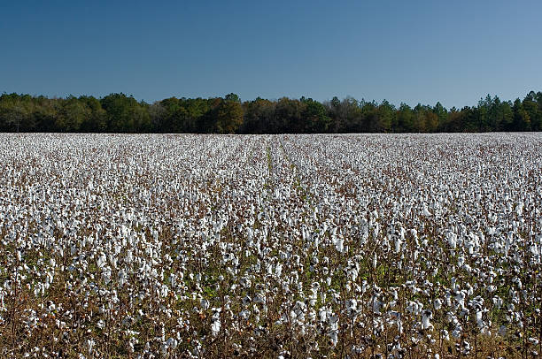 Cottonfield - foto de stock