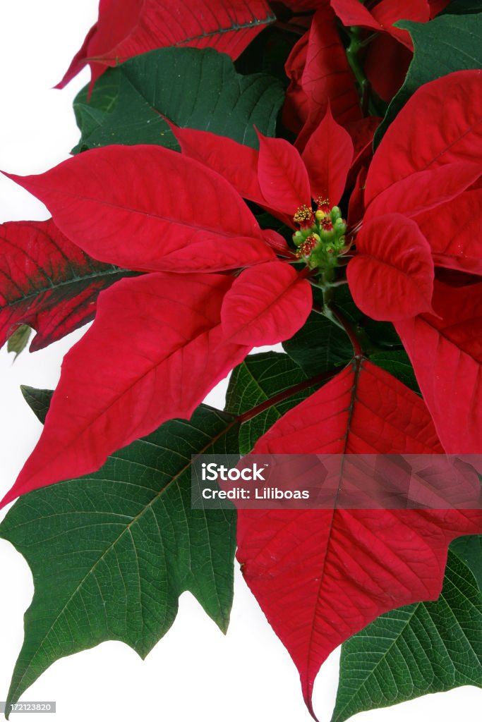 Série de Poinsettia - Foto de stock de Bico-de-Papagaio royalty-free