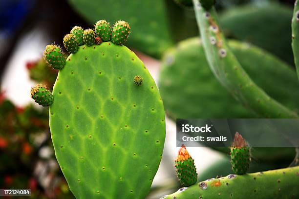 Cactus - Fotografie stock e altre immagini di Cactus - Cactus, Capolino, Colore verde