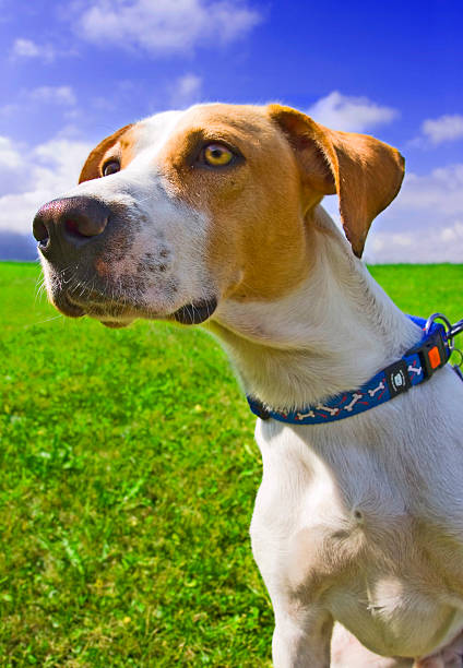 istock Portrait of a hunting dog 172124096