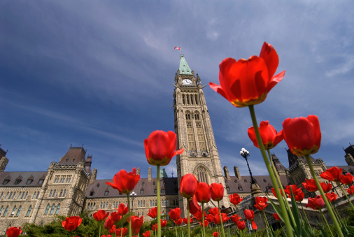 The Canadian Parliment Buildings framed by Red Tulips in the Spring in Ottawa, Ontario — the nation's capital.