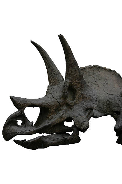 istock Skull of triceratops dinosaur, isolated 172124234