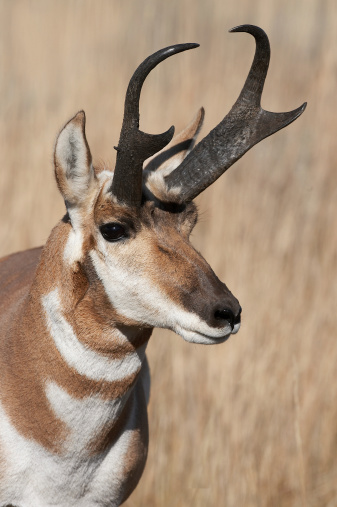 closeup of pronghorn antelope in the wild