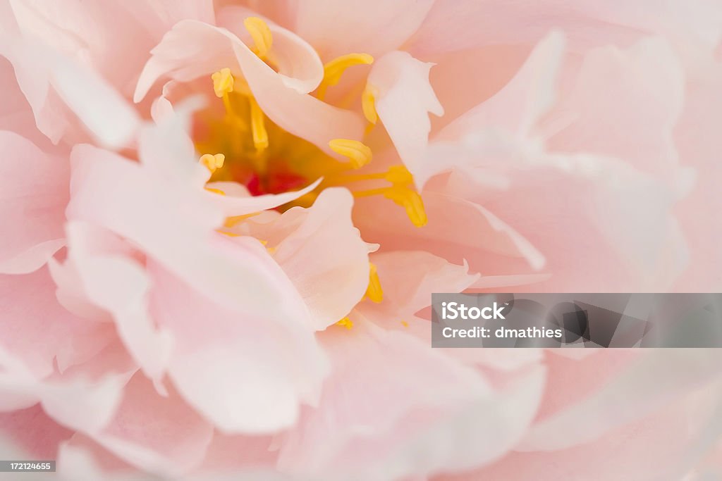 Peonia rosa pastello - Foto stock royalty-free di Macrofotografia
