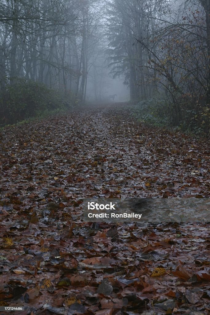 Horse On the Trail A lone beast (is it a horse or something more sinister, disguised as a horse) shrounded in the mist, awaits any who would dare to venture down this spooky leaf-strewn trail. Animal Stock Photo