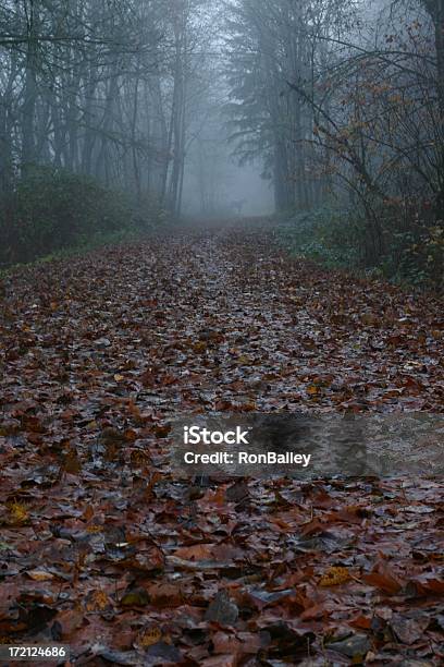 Horse On The Trail Stock Photo - Download Image Now - Animal, Anxiety, Autumn