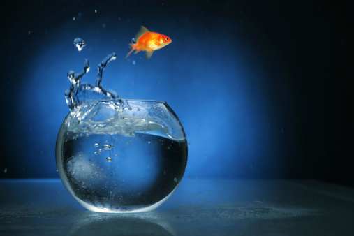 Goldfish jumping, lited with blue light. http://www.lisegagne.com/images/stilllife.jpg