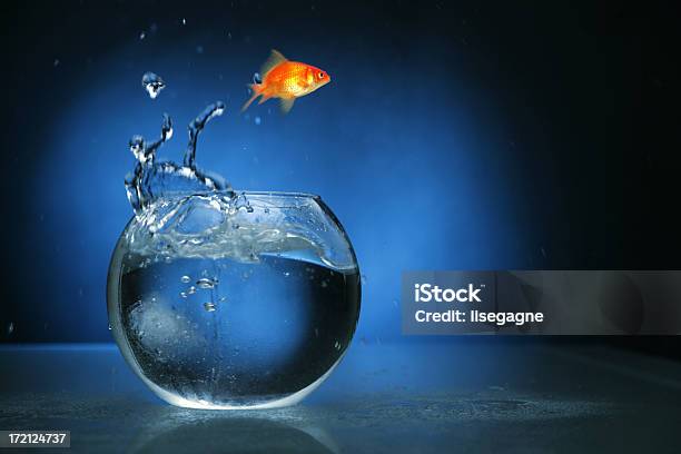 Goldfish Jumping With Blue Light Stock Photo - Download Image Now - Goldfish, Jumping, Fishbowl