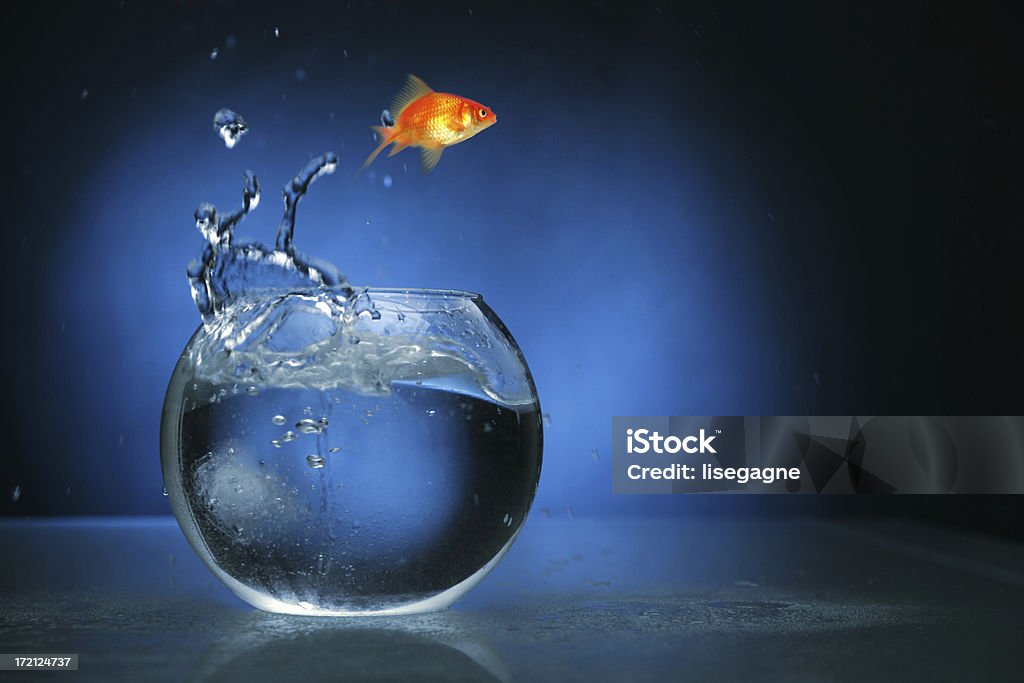 Peixe dourado com luz azul Saltar - Royalty-free Saltar Foto de stock