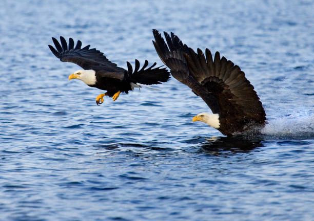 istock Bald Eagle Race to the Finish - Alaska 172124776