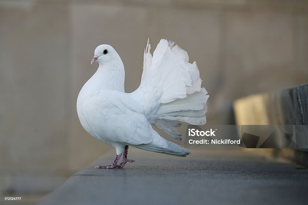 Uccello-Dove - Foto stock royalty-free di Ala di animale